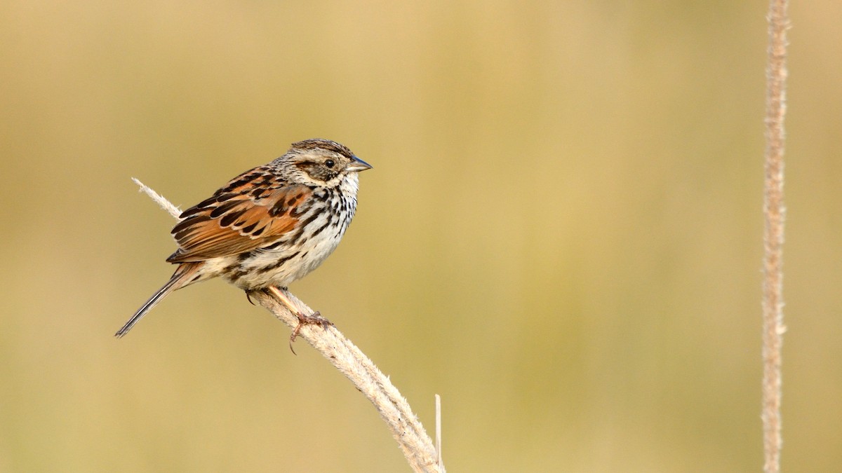 Sierra Madre Sparrow - Miguel Aguilar @birdnomad