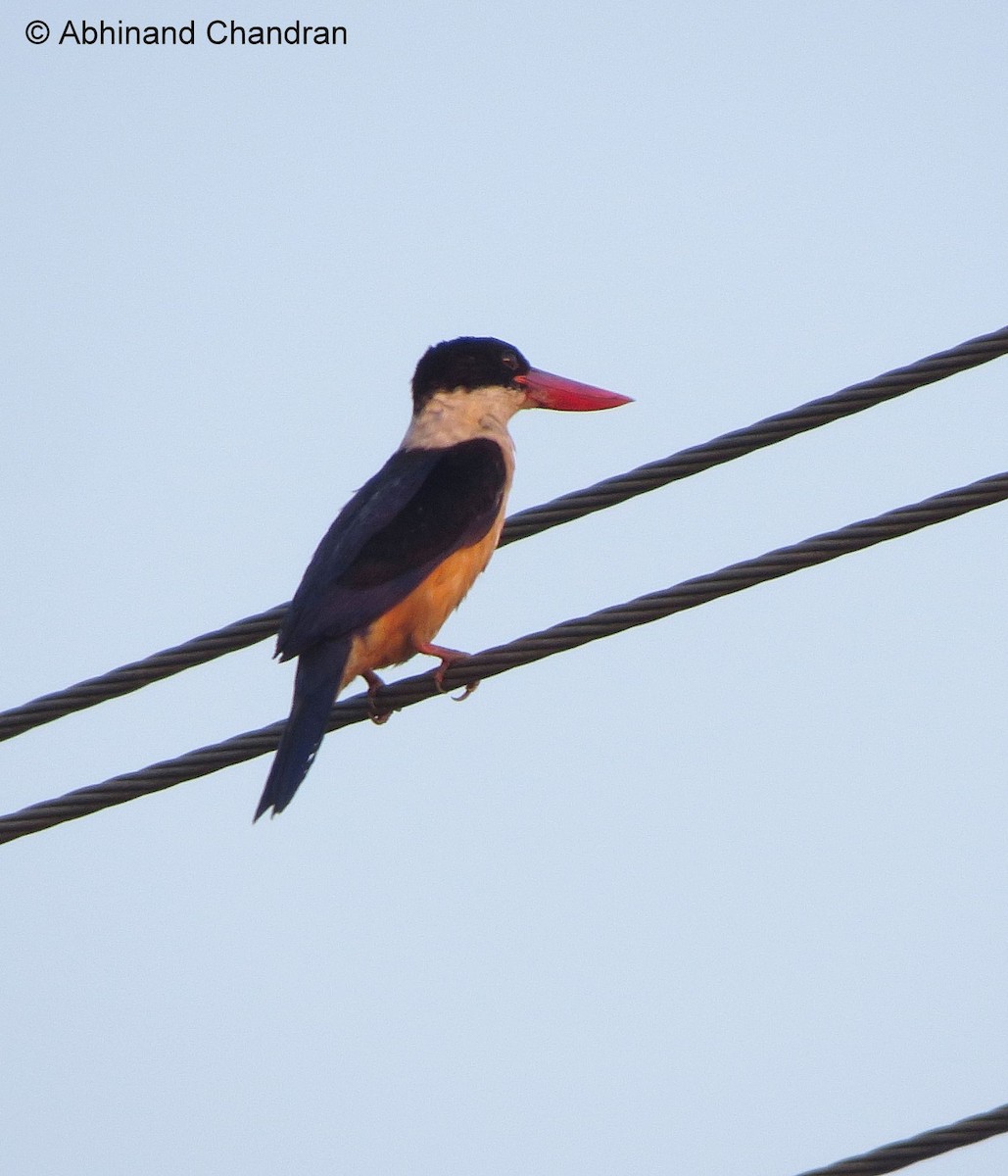 Black-capped Kingfisher - ML23185221