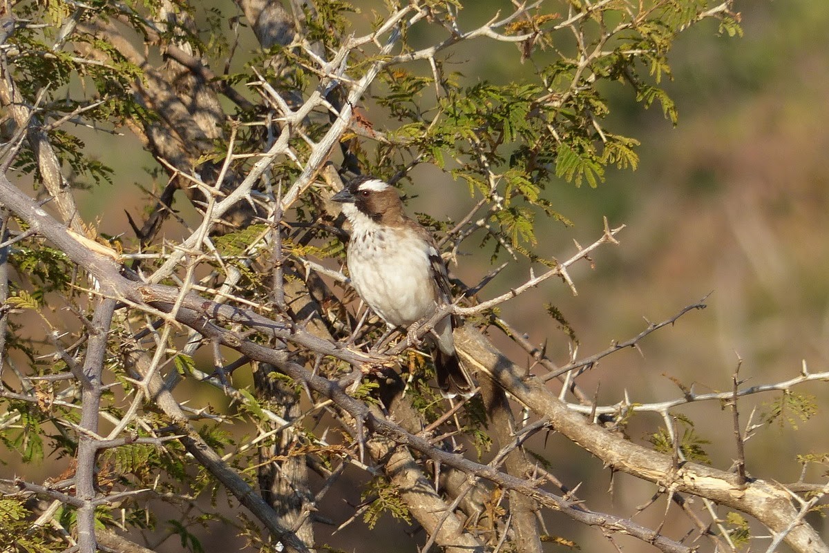 White-browed Sparrow-Weaver - Andy Frank