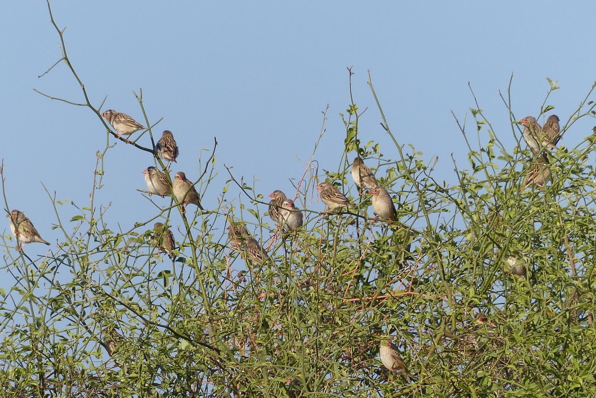 Red-billed Quelea - Andy Frank