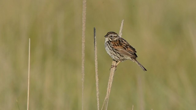 Sierra Madre Sparrow - ML231853541