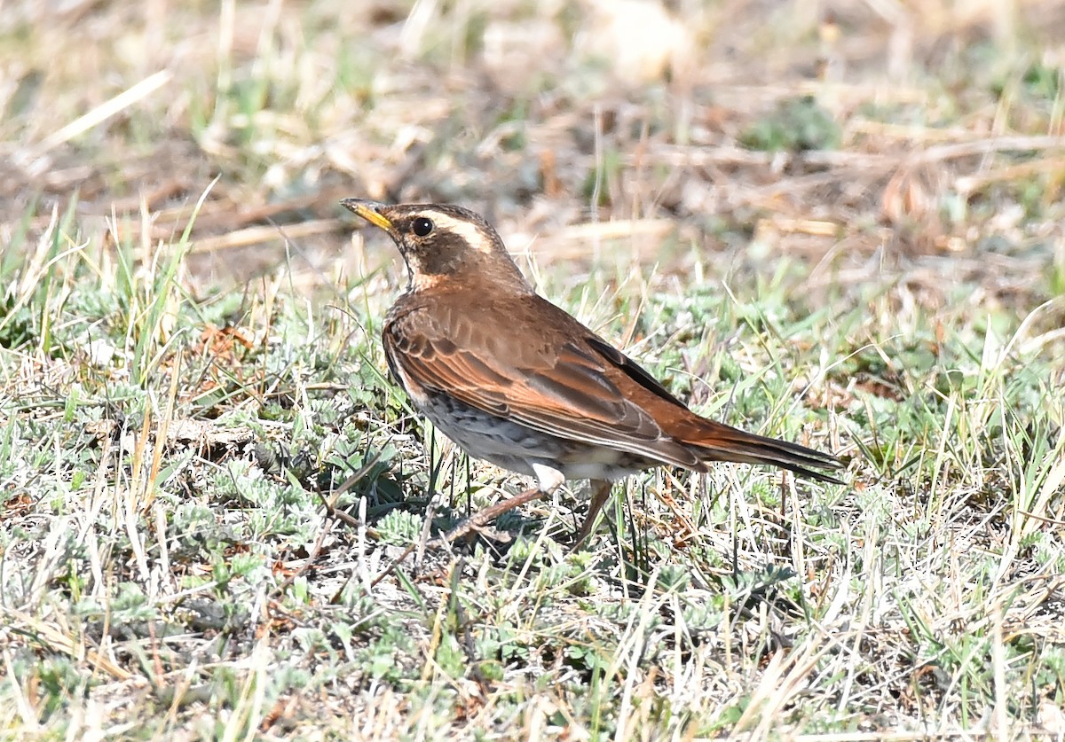 קיכלי חום-כנף - ML231853641