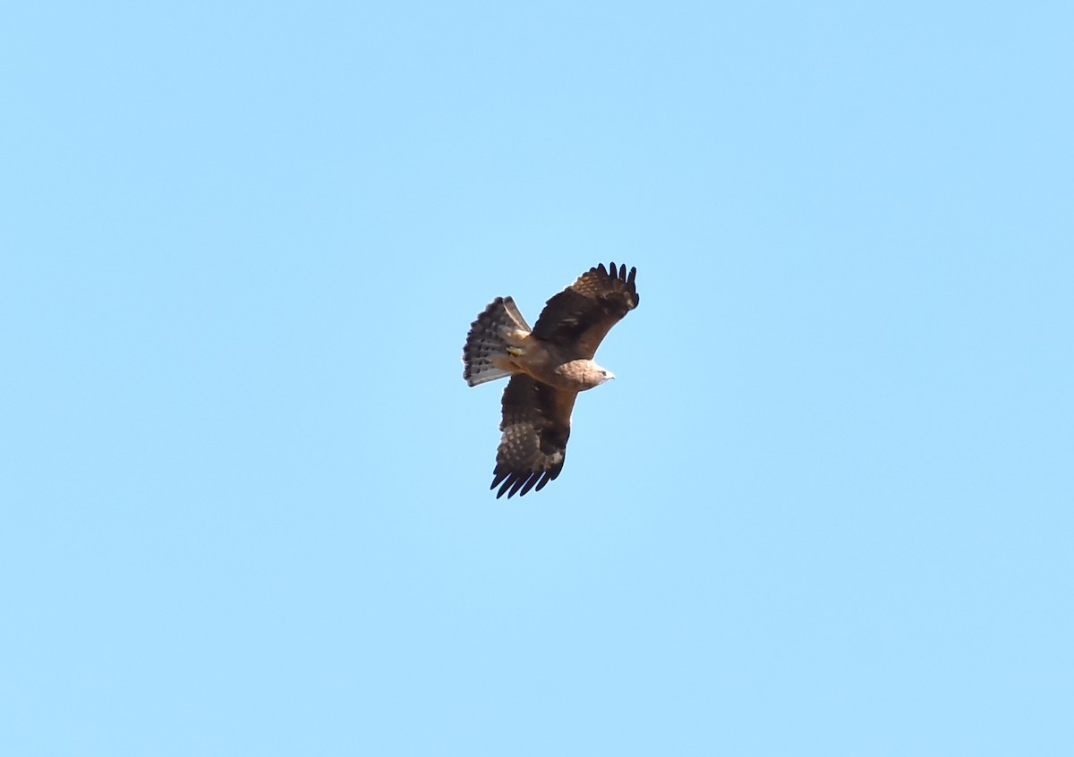 Booted Eagle - ML231854781