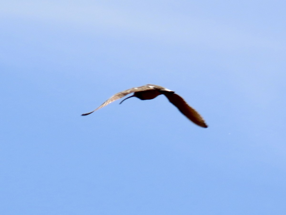 Long-billed Curlew - ML231855161