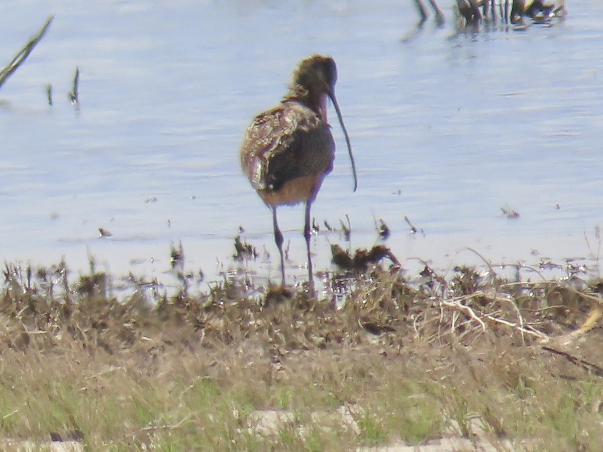 Long-billed Curlew - ML231855191