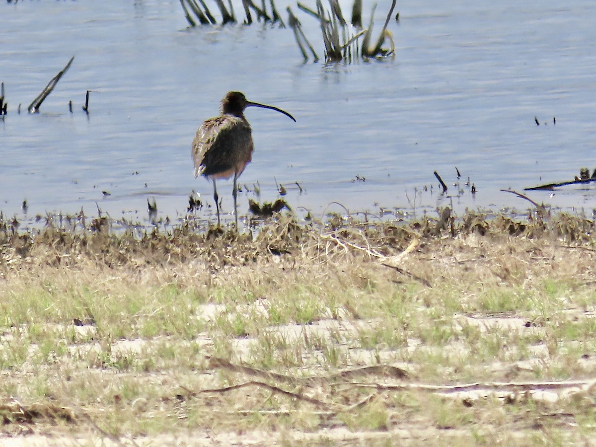 Long-billed Curlew - ML231855201