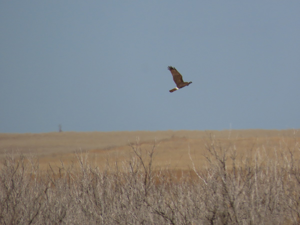 Northern Harrier - ML231855671