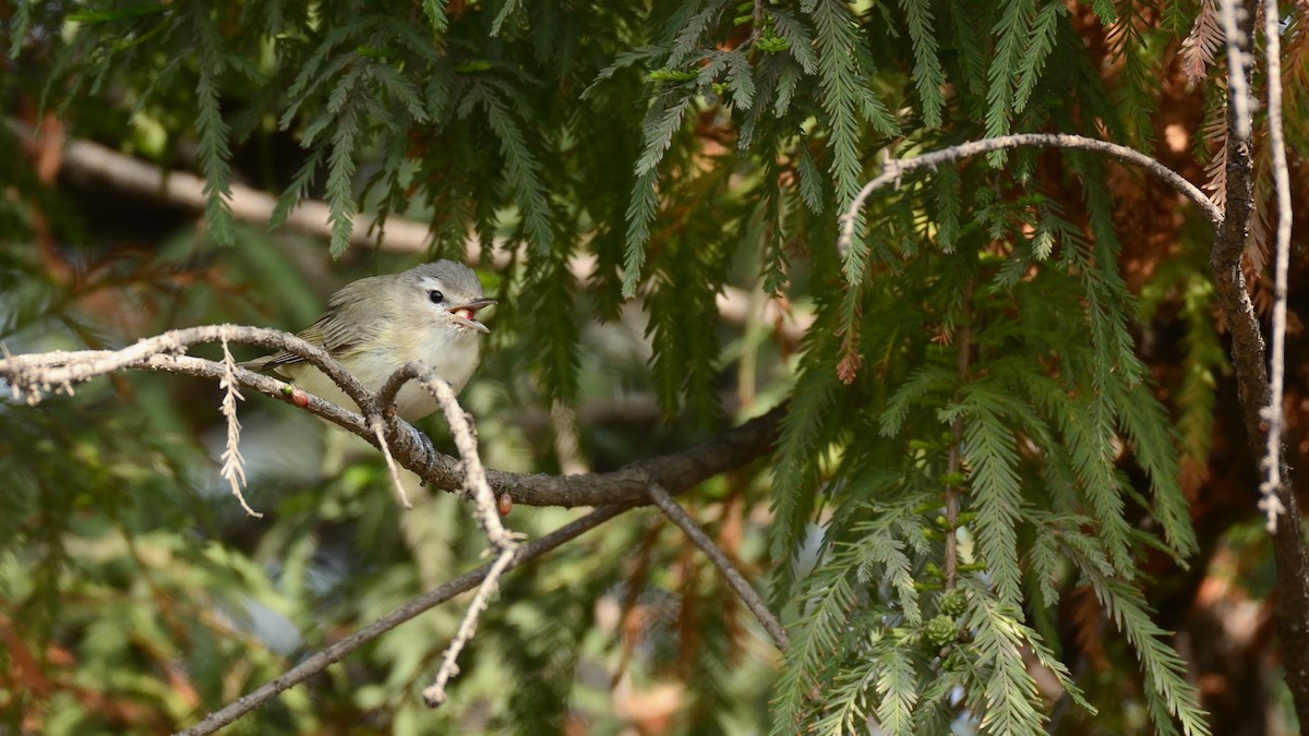 Warbling Vireo - ML231856621