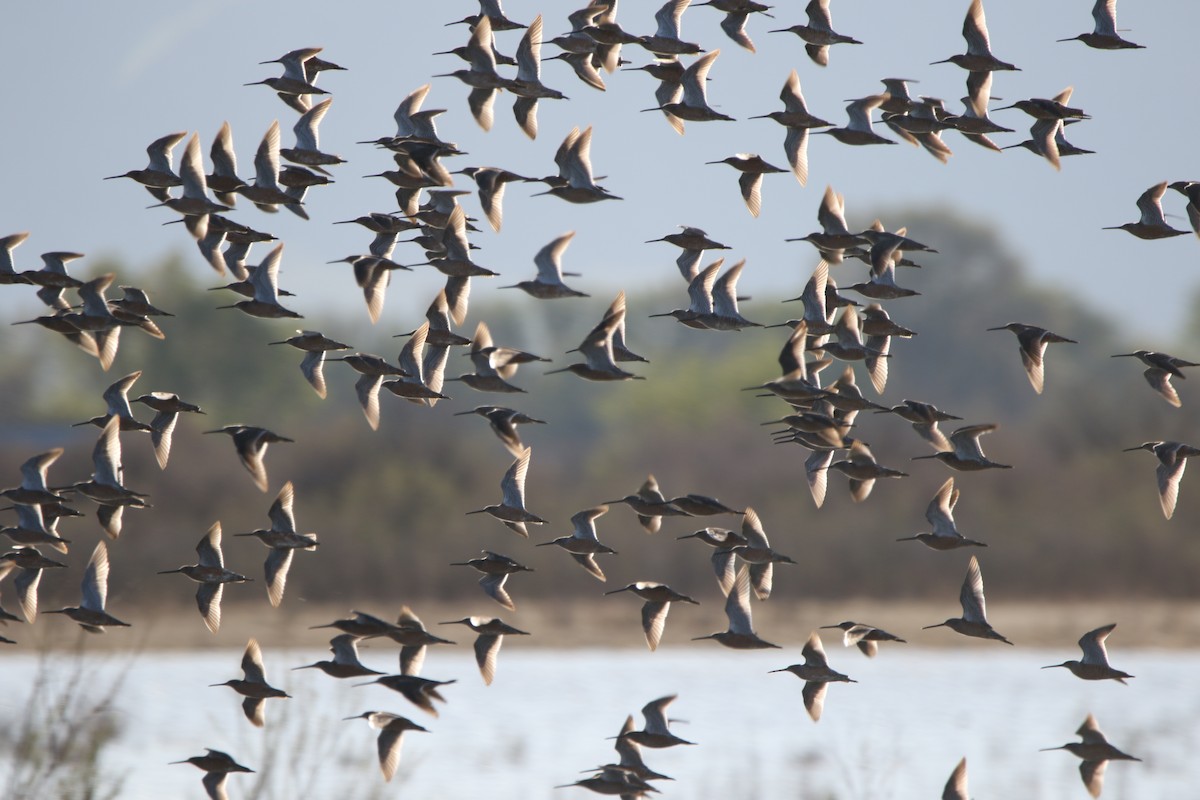 Long-billed Dowitcher - ML231859621