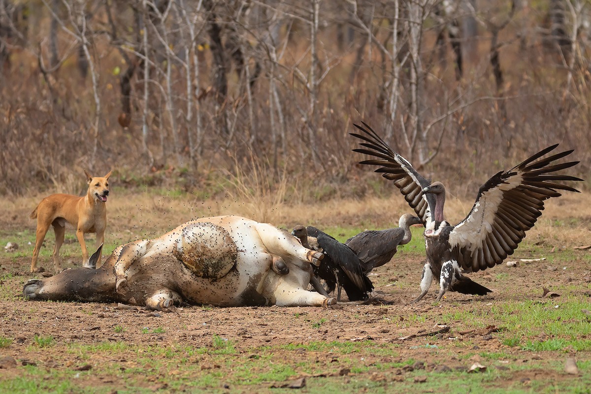 White-rumped Vulture - Ayuwat Jearwattanakanok