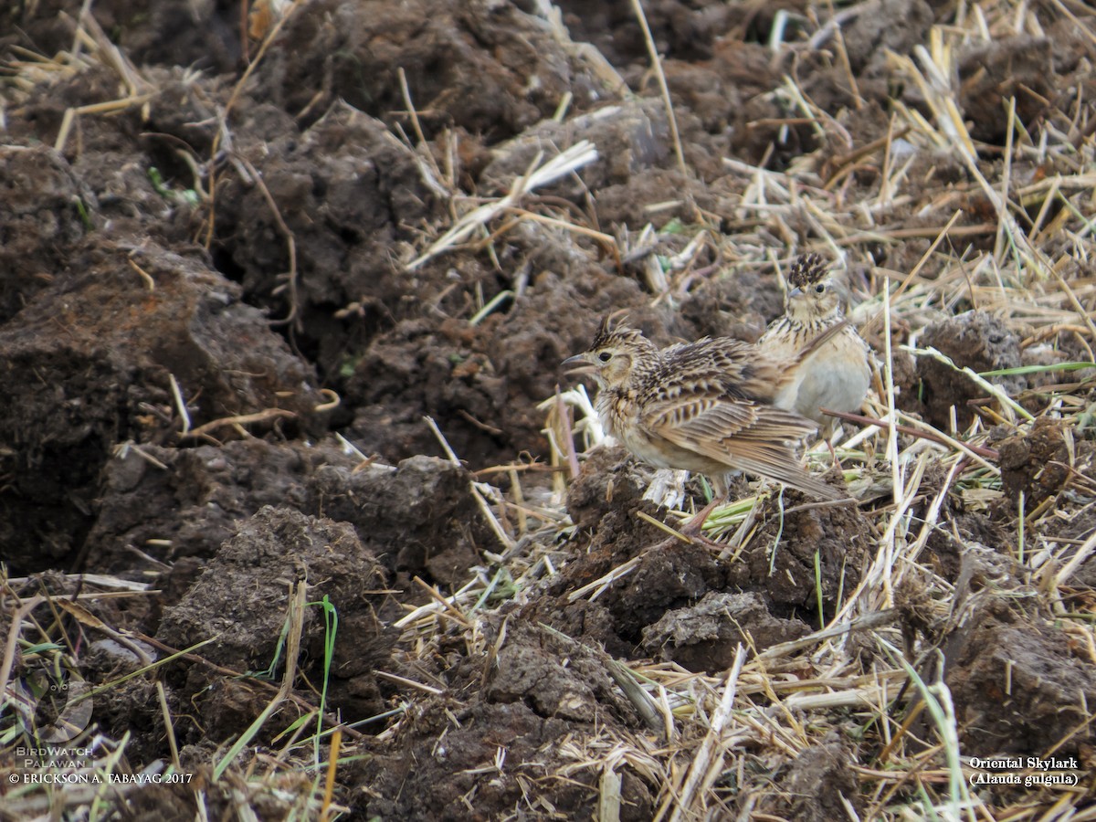 Oriental Skylark - ML231862811