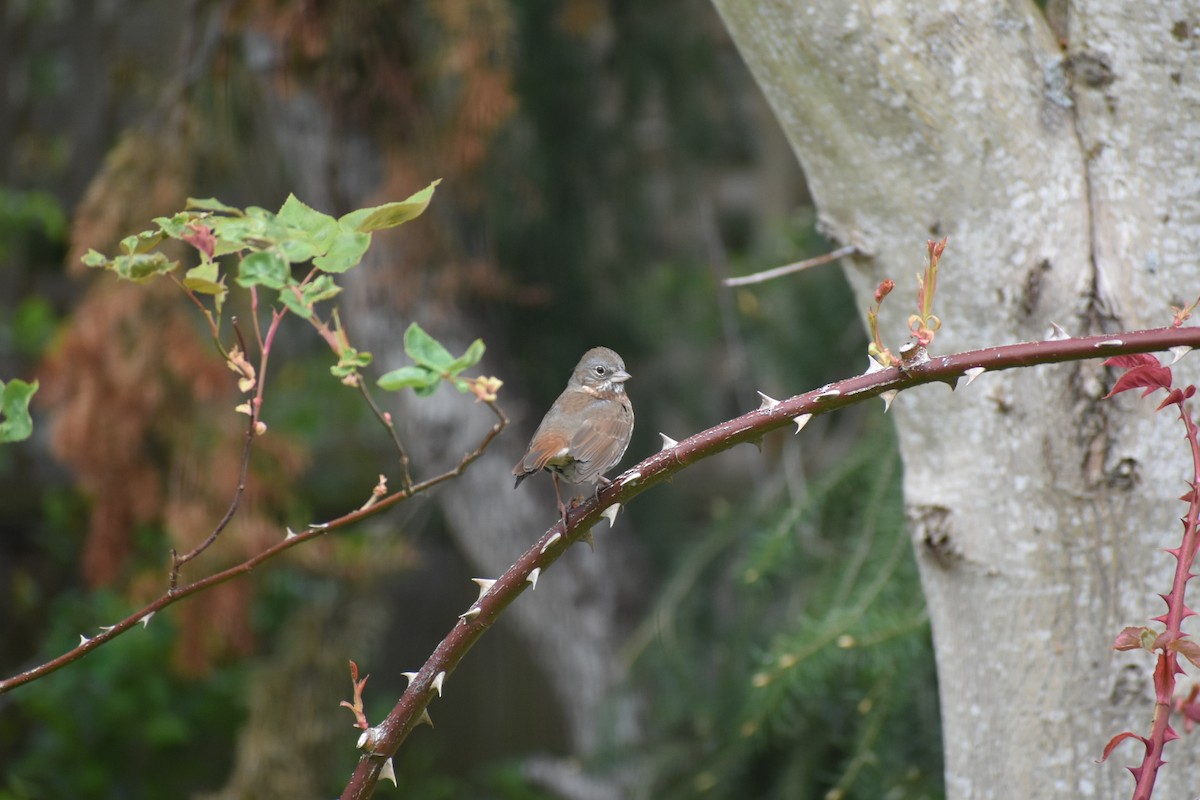 Fox Sparrow (Slate-colored) - ML231863141