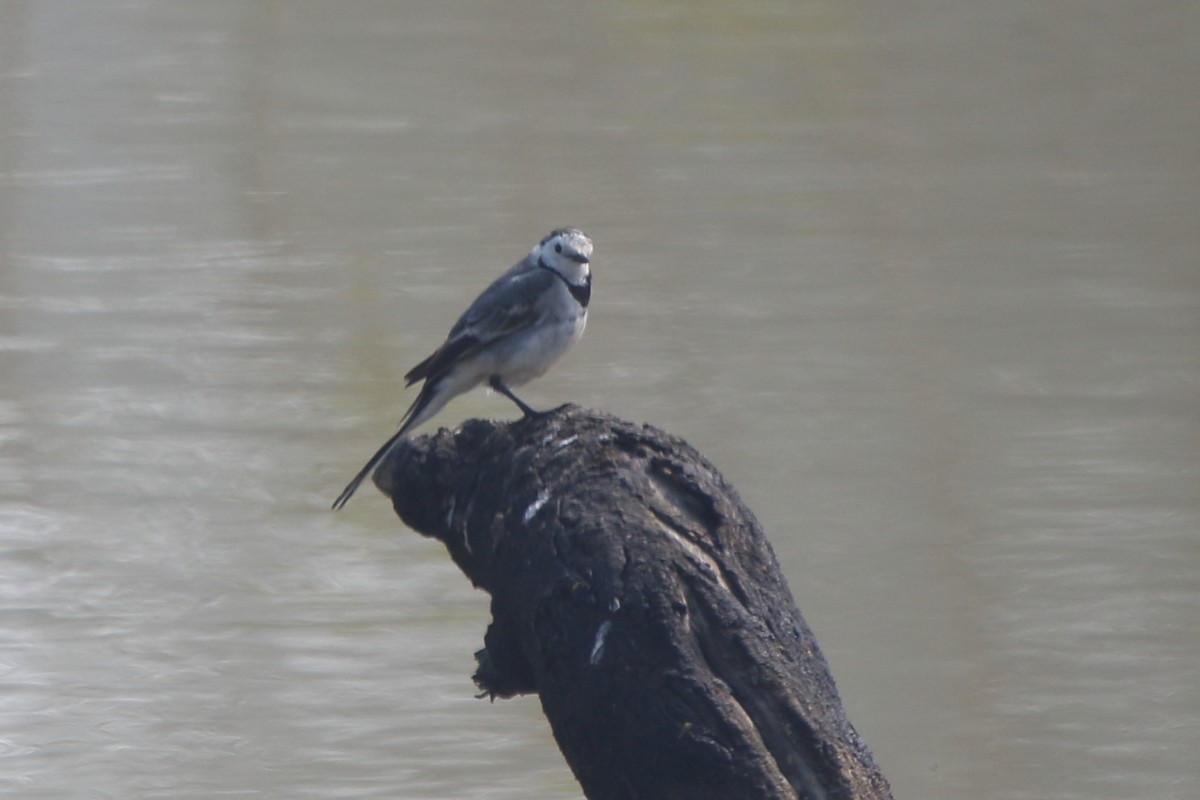 White Wagtail - ML231863291