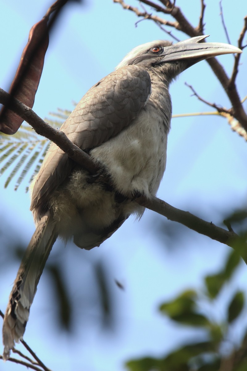 Indian Gray Hornbill - ML231863301