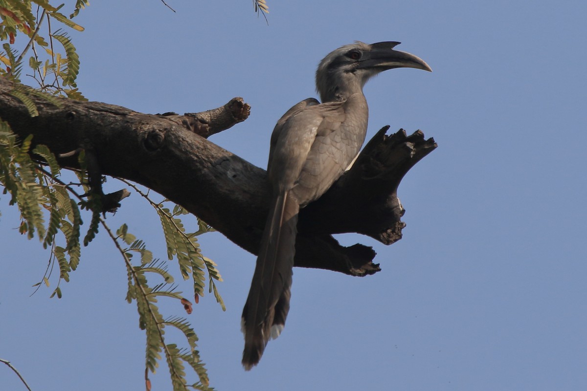 Indian Gray Hornbill - ML231863321