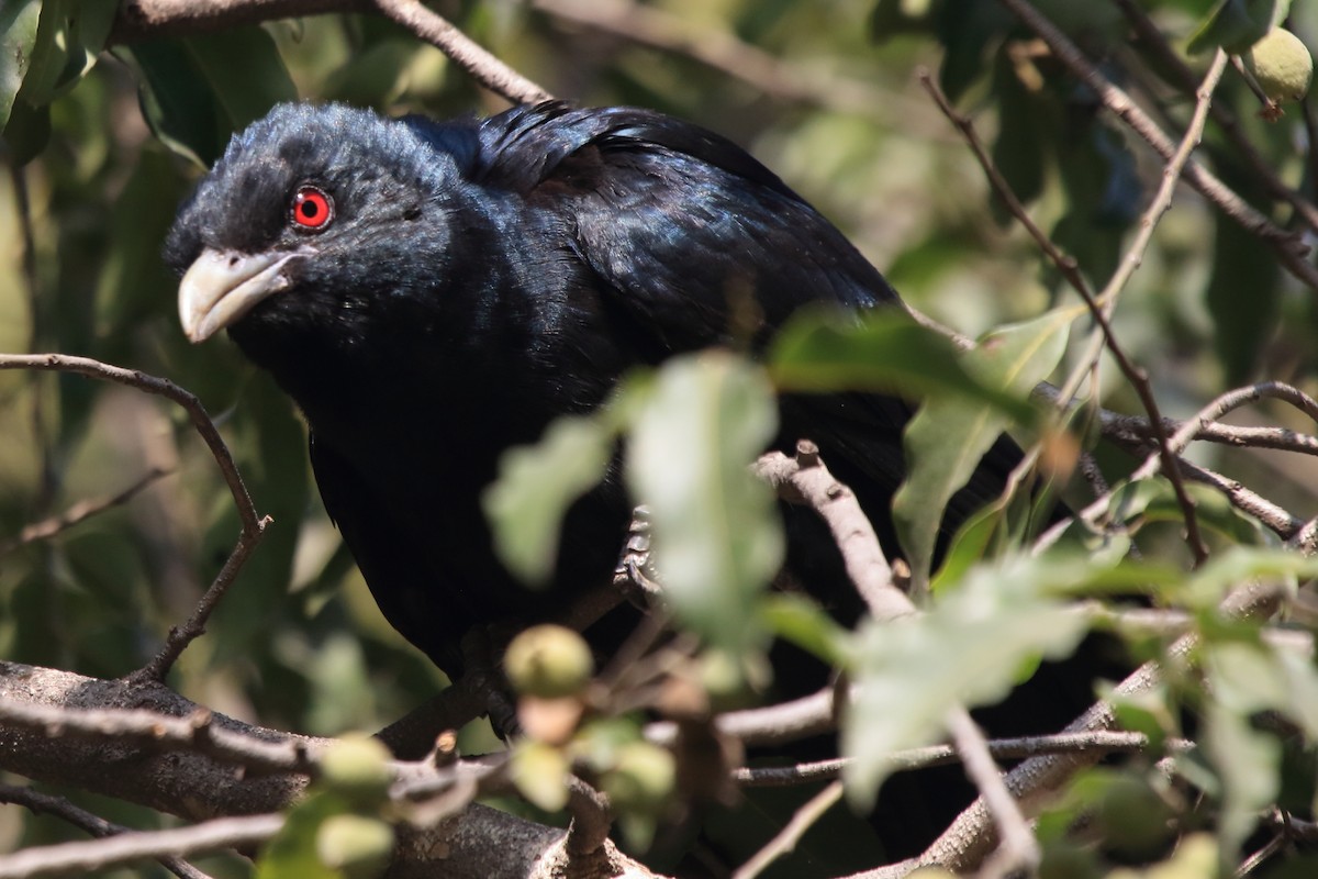 Asian Koel - ML231863331