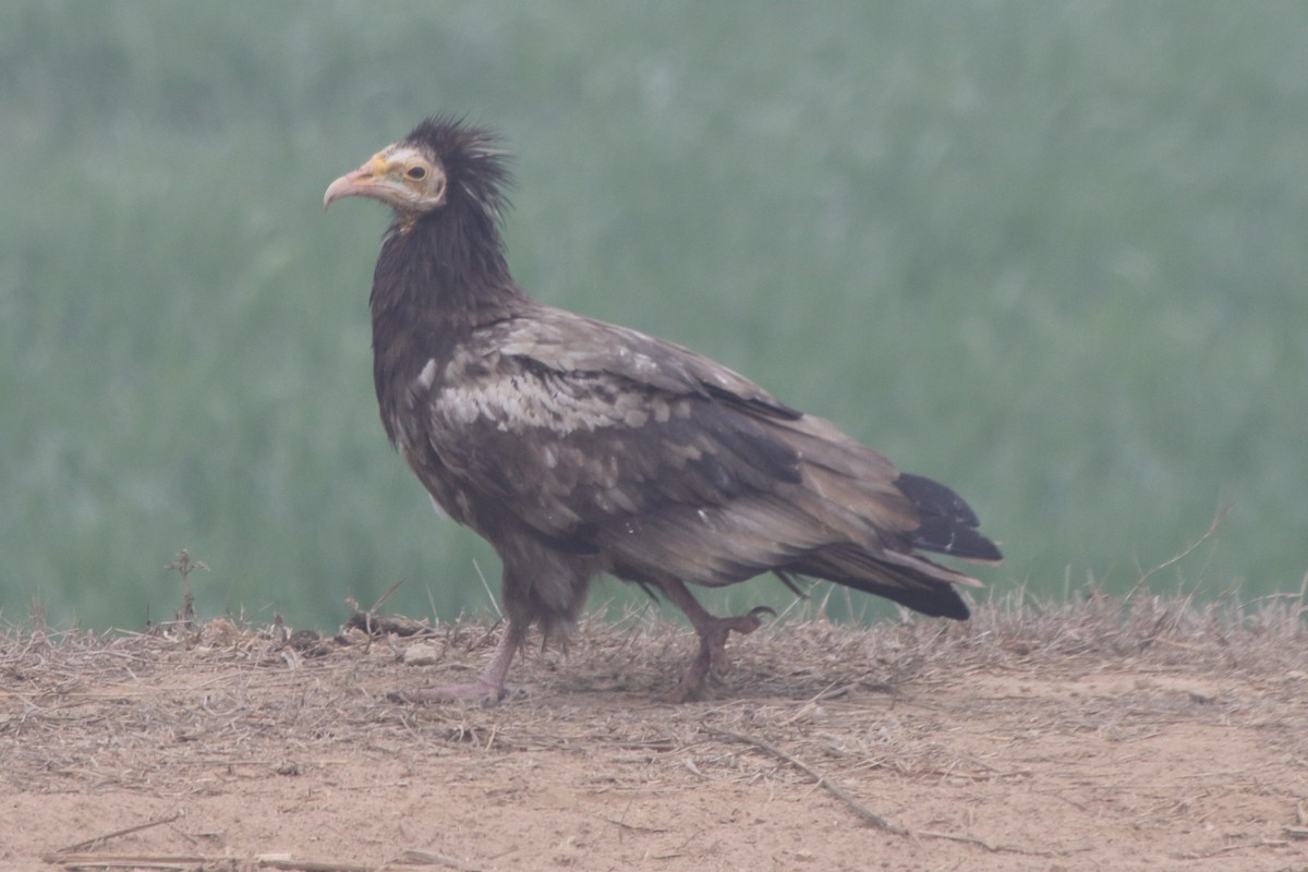 Egyptian Vulture - Fabio Olmos