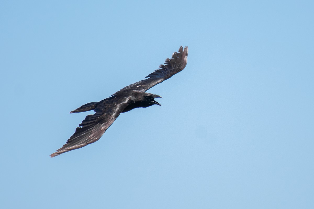 Chihuahuan Raven - ML231863971