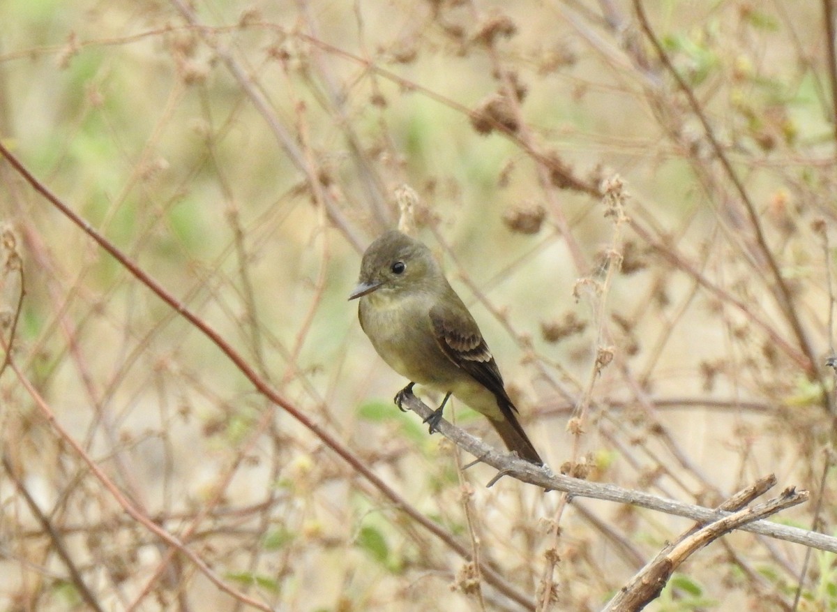 Western Wood-Pewee - ML231868831