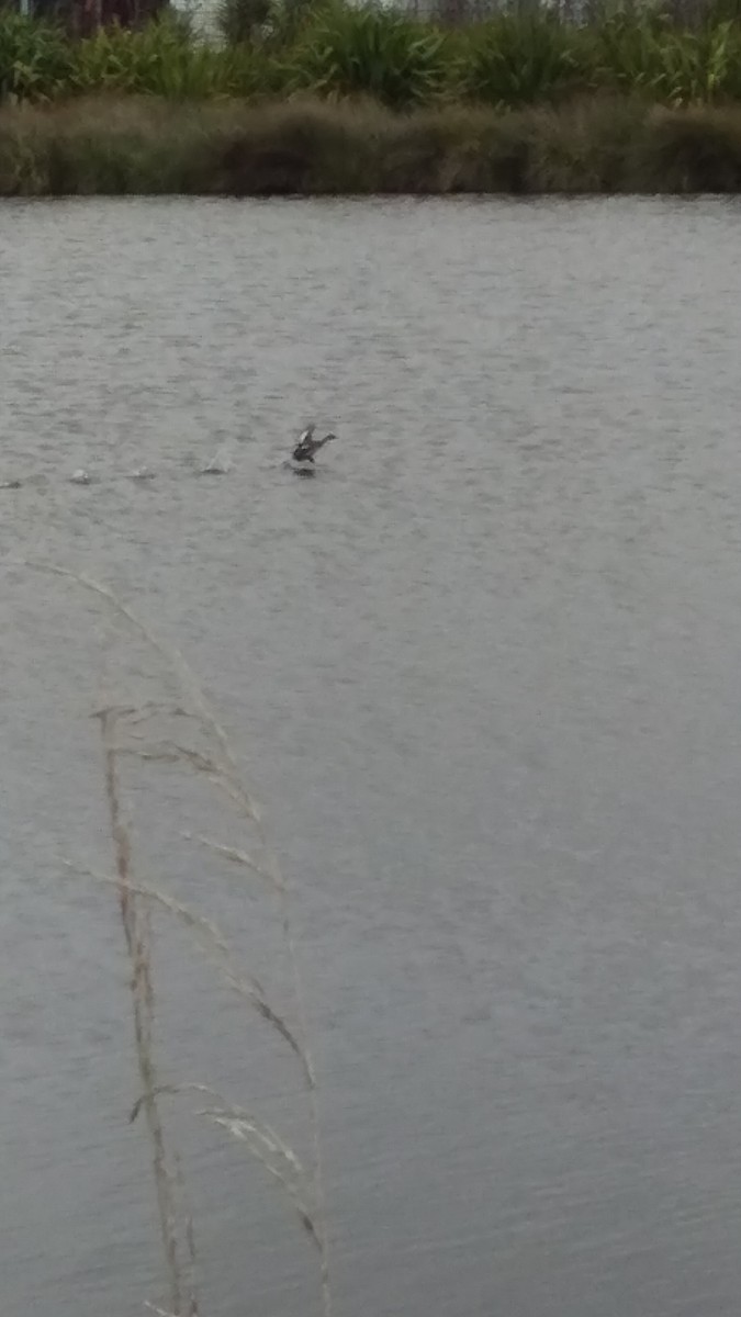 New Zealand Grebe - ML231868851