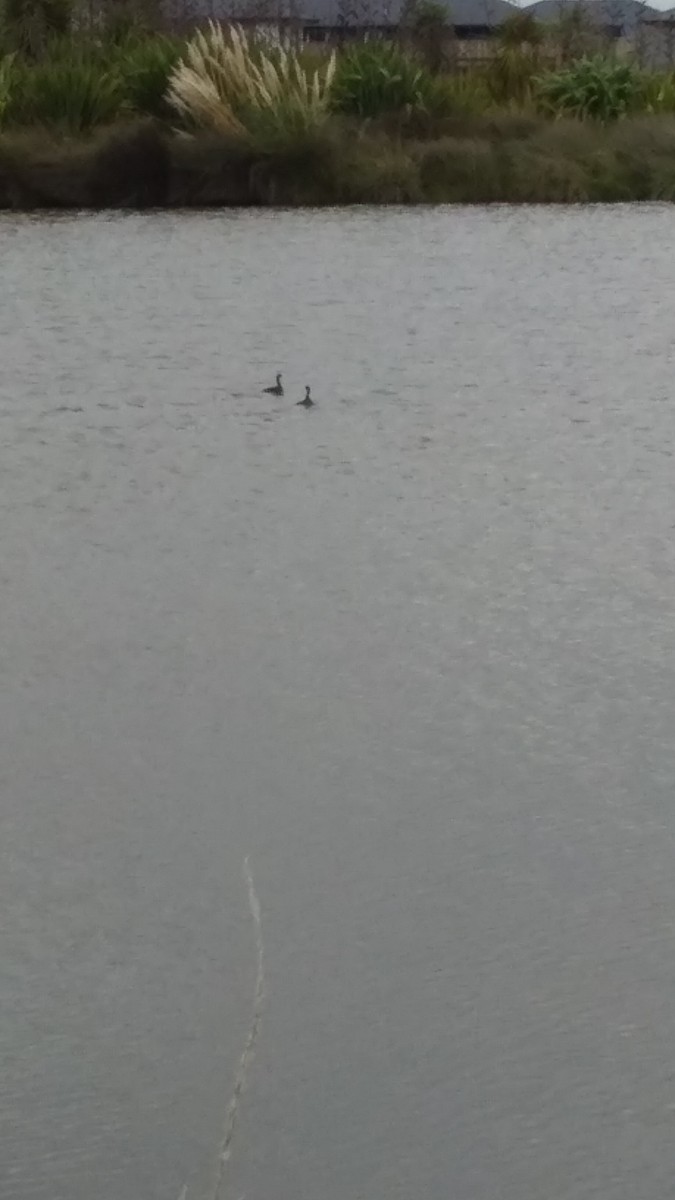 New Zealand Grebe - ML231868861