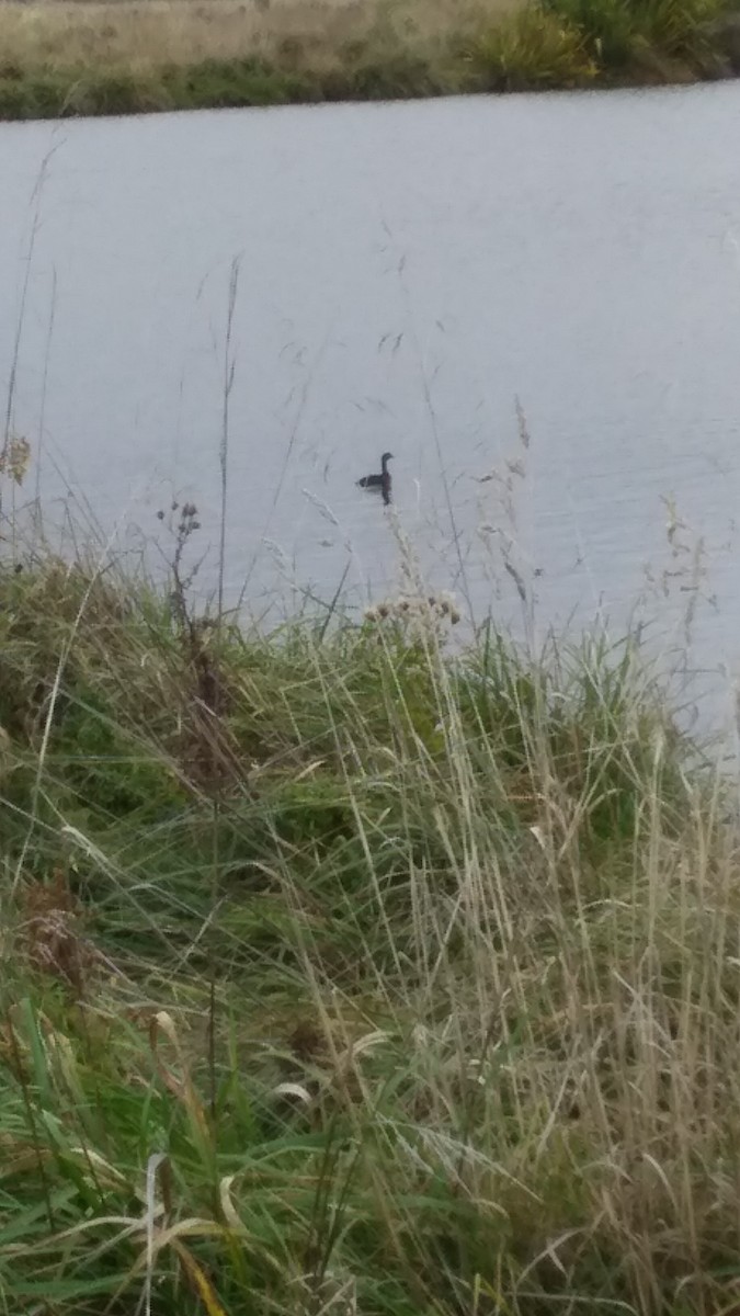 New Zealand Grebe - ML231868871