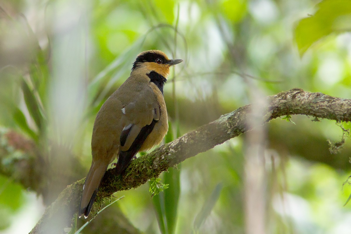 Borneo Ardıcı - ML231869671