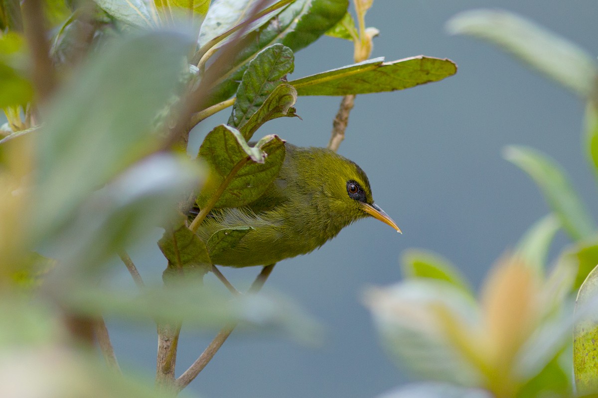 Mountain Black-eye - Ayuwat Jearwattanakanok