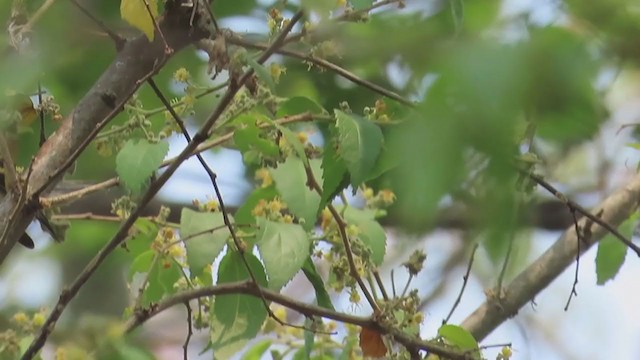 Chestnut-sided Warbler - ML231869831