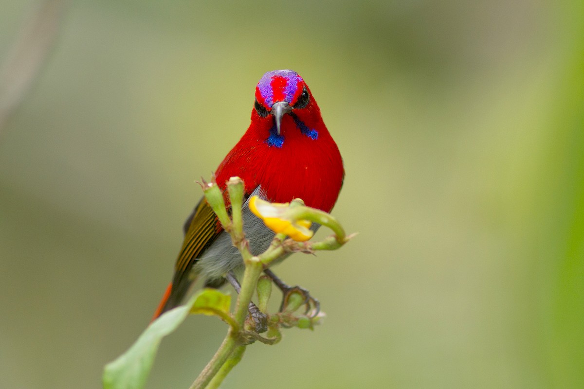 Temminck's Sunbird - ML231869921