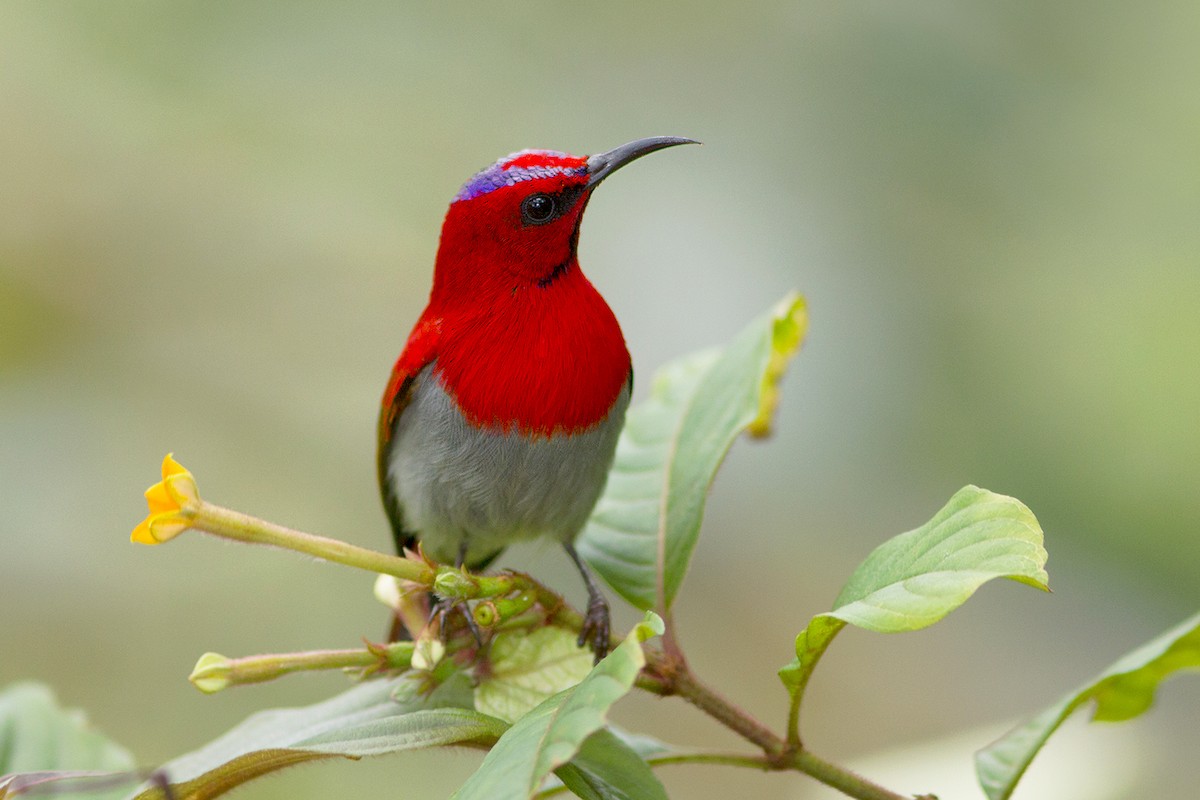 Temminck's Sunbird - ML231869931