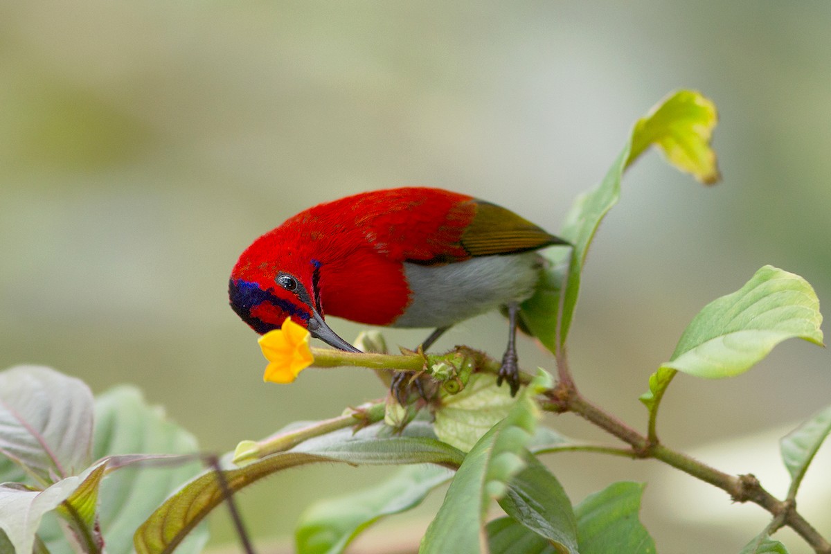 Temminck's Sunbird - ML231869941