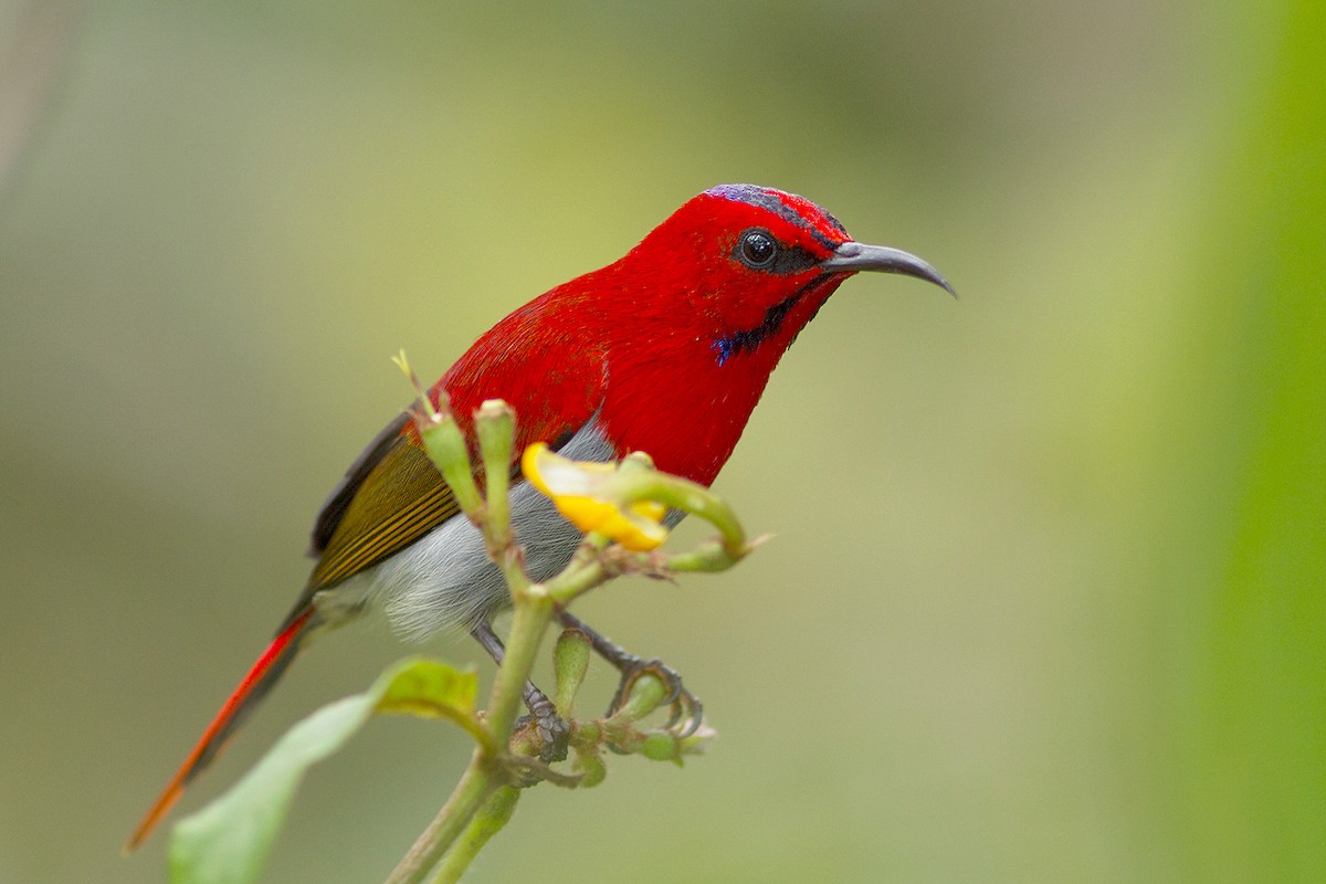 Temminck's Sunbird - ML231869951