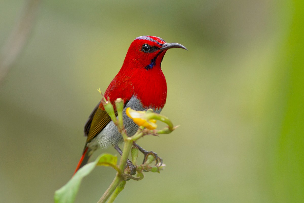 Temminck's Sunbird - ML231869961