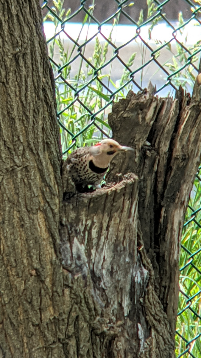 Northern Flicker - Justin Raymond