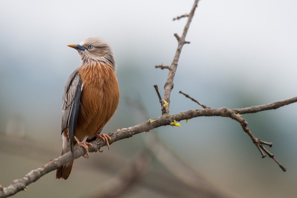Chestnut-tailed Starling - Ian Hearn