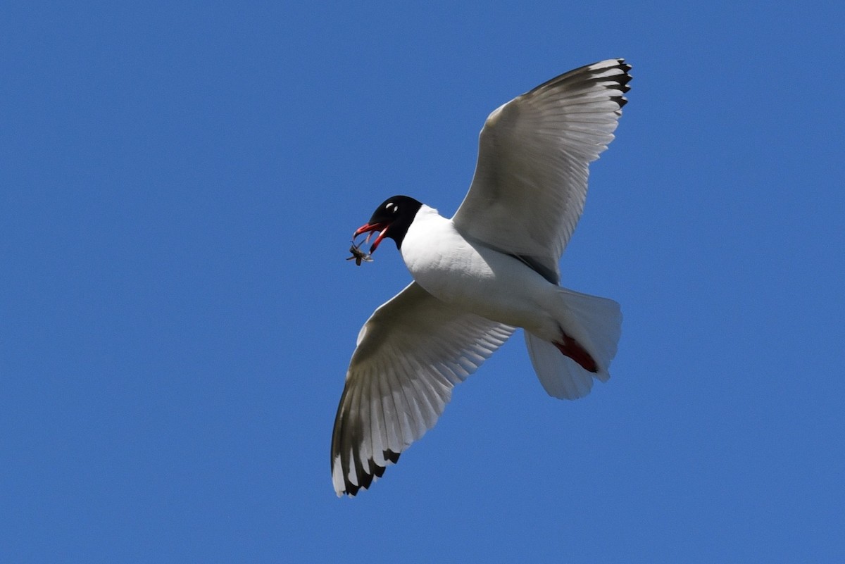 Mediterranean Gull - ML231874801