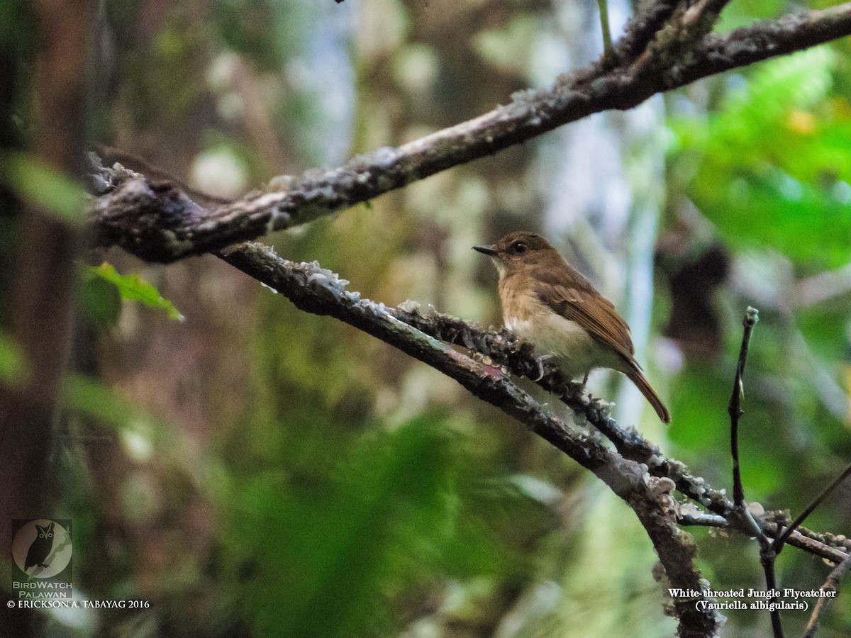 Negros Jungle Flycatcher - ML231875121