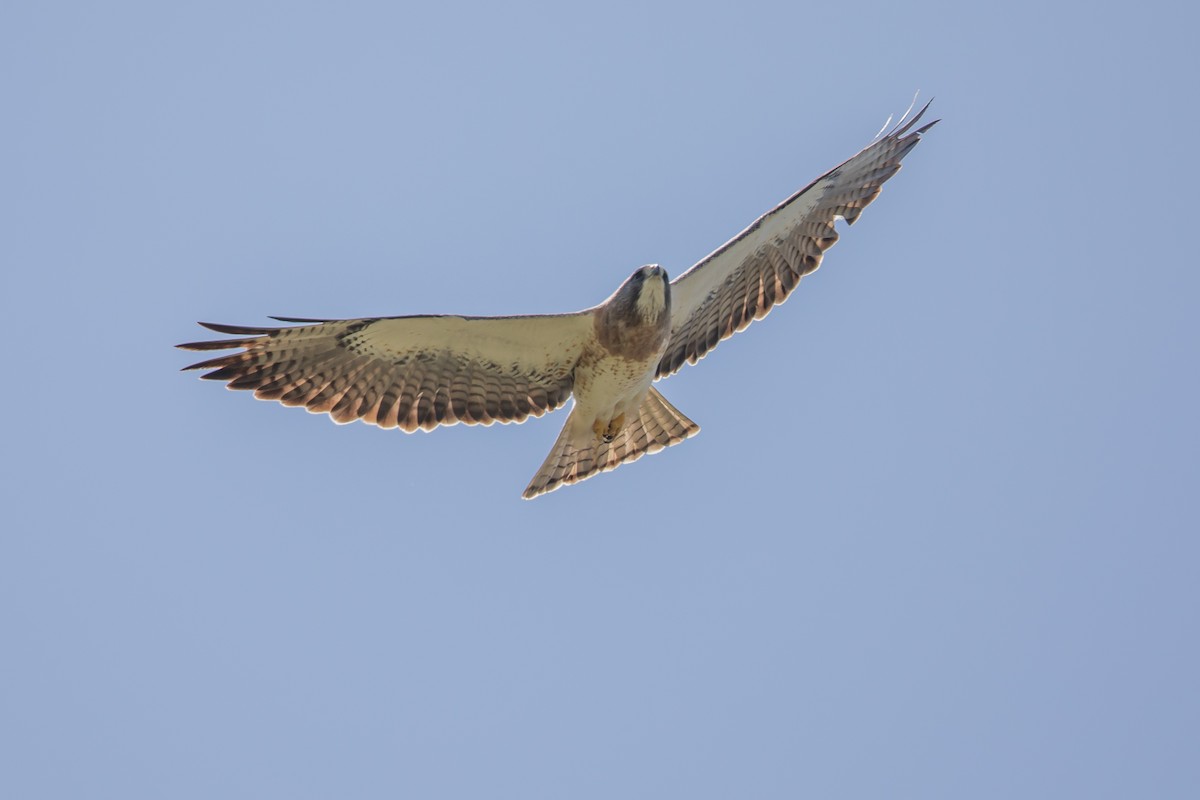 Swainson's Hawk - Robert Raker