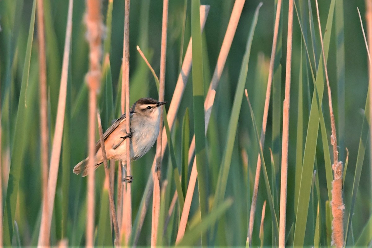 Sedge Warbler - Haldun Savaş