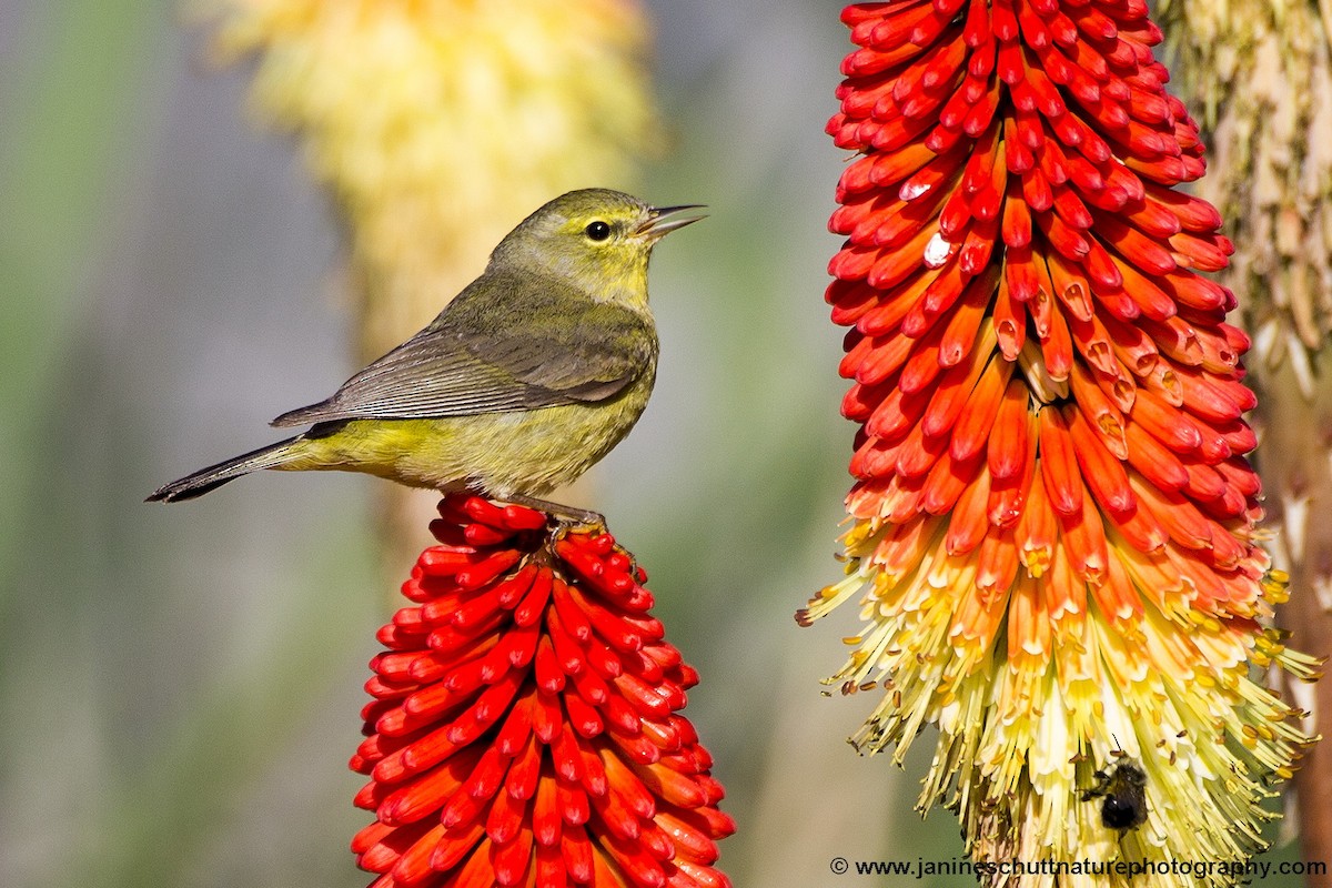Orange-crowned Warbler - Janine Schutt