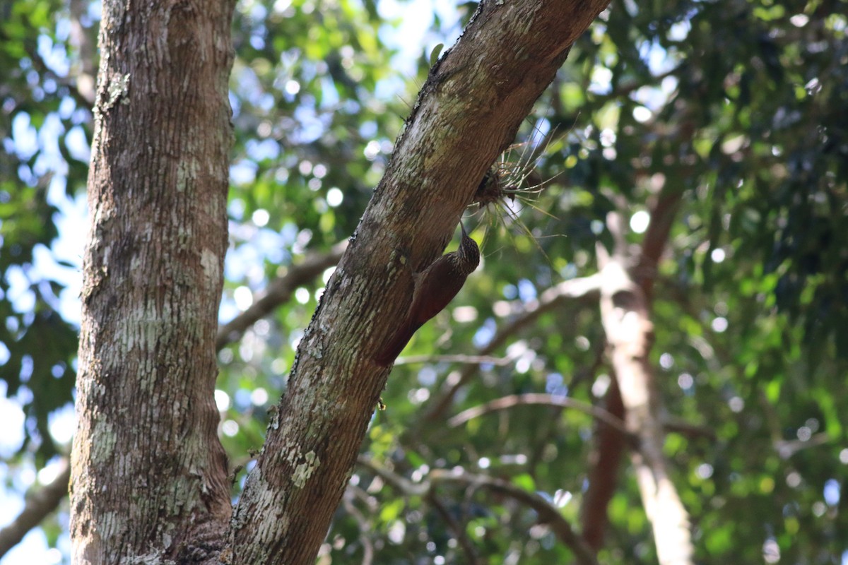 Streak-headed Woodcreeper - Johnathan Hruska