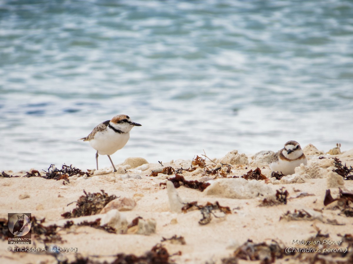 Malaysian Plover - ML231880531