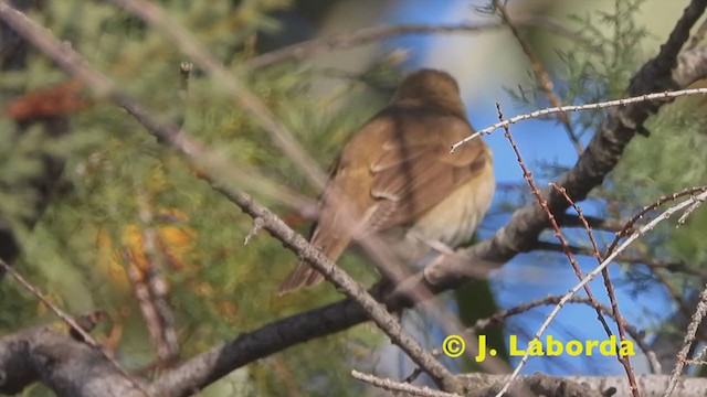 Garden Warbler - ML231881501