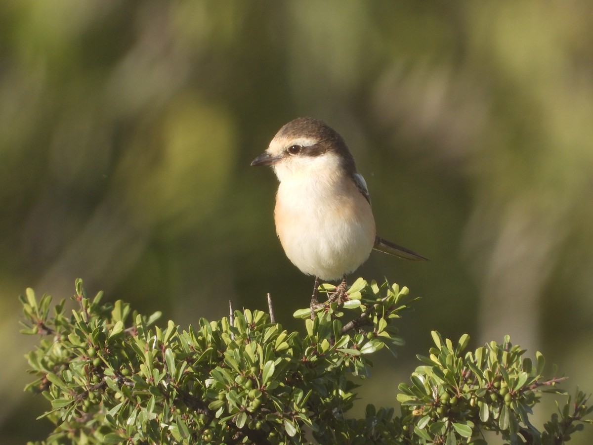 Masked Shrike - ML231882151