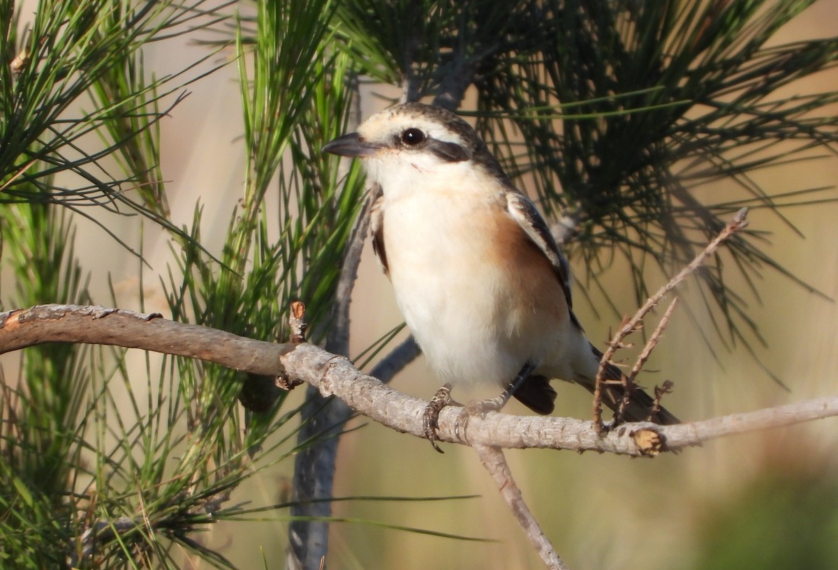 Masked Shrike - ML231882251