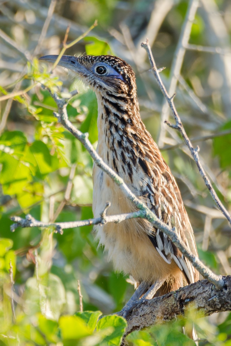 Lesser Roadrunner - ML231882351