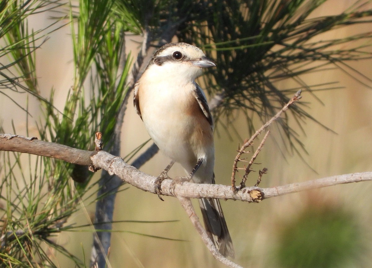 Masked Shrike - ML231882381