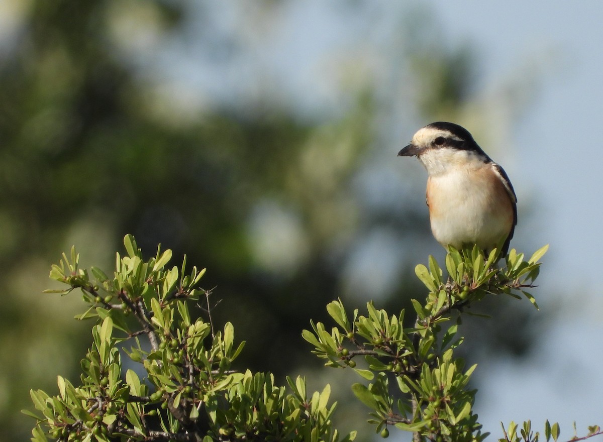 Masked Shrike - ML231882551