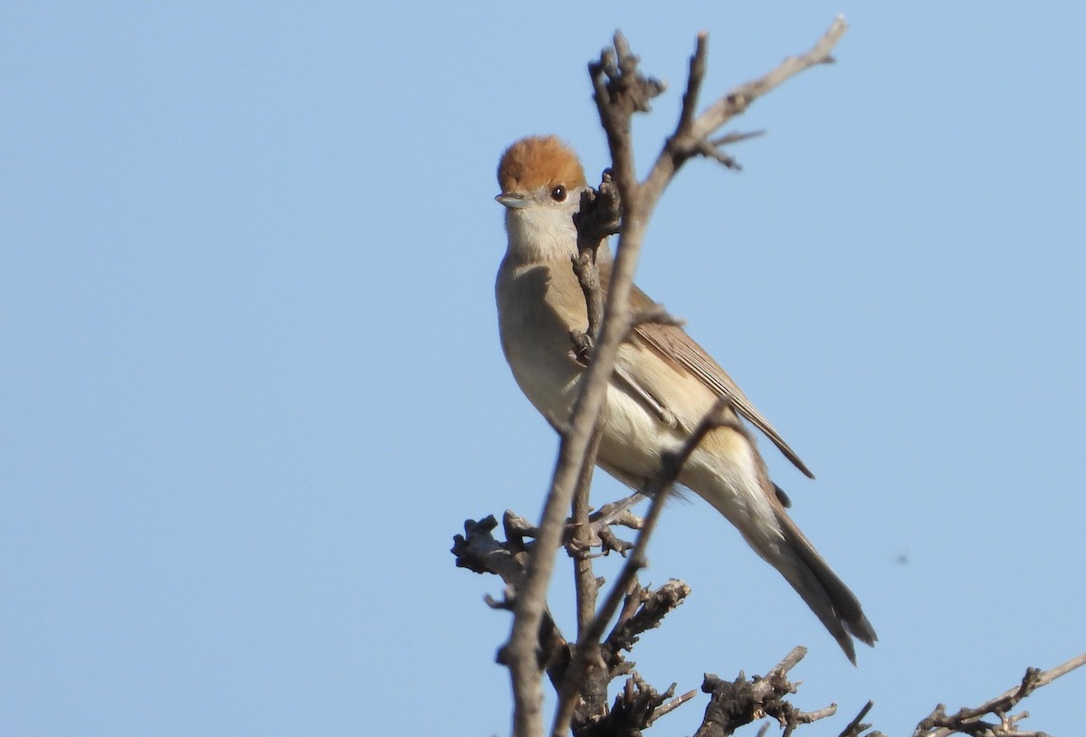 Eurasian Blackcap - ML231882851